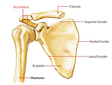Acromial process .